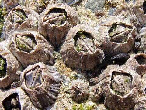 Klej chirurgiczny inspirowany pąklami